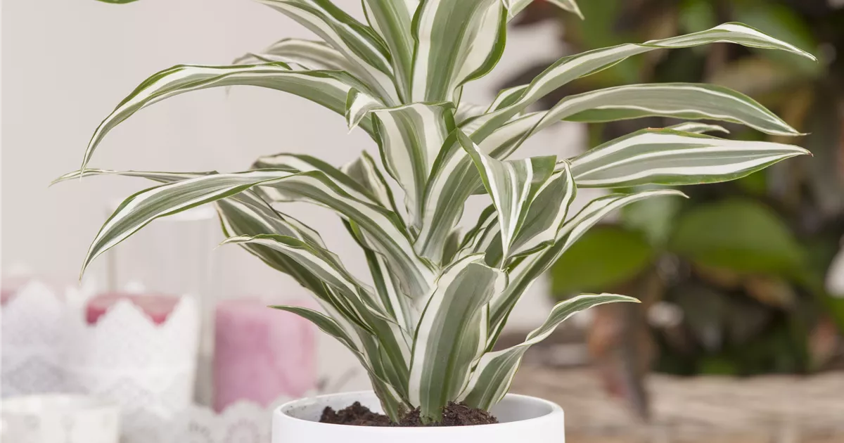 Drachenbaum, Dracaena deremensis 'White Stripe'
