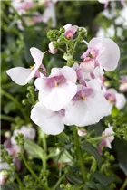 Diascia barberae - Elfensporn Diascia barberae - Elfensporn