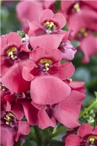 Diascia barberae - Elfensporn Diascia barberae - Elfensporn