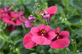 Diascia barberae - Elfensporn Diascia barberae - Elfensporn