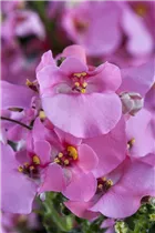 Diascia barberae - Elfensporn Diascia barberae - Elfensporn