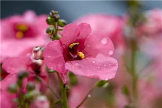 Diascia barberae - Elfensporn Diascia barberae - Elfensporn