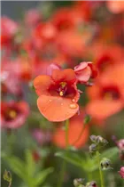 Diascia barberae - Elfensporn Diascia barberae - Elfensporn