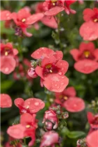 Diascia barberae - Elfensporn Diascia barberae - Elfensporn