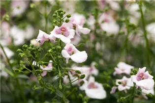 Diascia barberae 'Piccadilly'® - Elfensporn 'Piccadilly'®