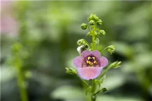 Diascia barberae 'Piccadilly'® - Elfensporn 'Piccadilly'®