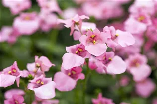 Diascia barberae 'Piccadilly'® - Elfensporn 'Piccadilly'®