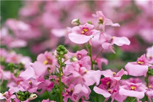 Diascia barberae 'Piccadilly'® - Elfensporn 'Piccadilly'®