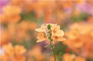 Diascia barberae 'Piccadilly'® - Elfensporn 'Piccadilly'®