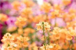 Diascia barberae 'Piccadilly'® - Elfensporn 'Piccadilly'®
