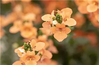 Diascia barberae 'Piccadilly'® - Elfensporn 'Piccadilly'®