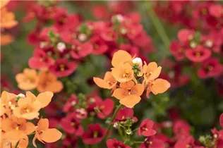 Diascia barberae 'Piccadilly'® - Elfensporn 'Piccadilly'®