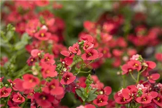 Diascia barberae 'Piccadilly'® - Elfensporn 'Piccadilly'®