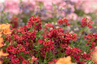 Diascia barberae 'Piccadilly'® - Elfensporn 'Piccadilly'®