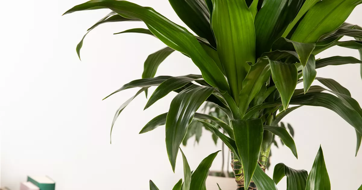 Drachenbaum 'Compacta', Dracaena fragrans 'Compacta'