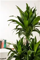 Dracaena fragrans 'Compacta' - Drachenbaum 'Compacta'