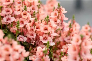 Diascia 'MyDarling' - Elfensporn 'MyDarling'