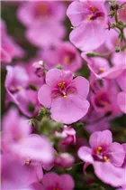 Diascia vigilis 'Little`s Dancer' - Elfensporn
