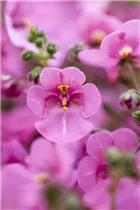 Diascia vigilis 'Little`s Dancer' - Elfensporn