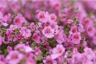 Diascia vigilis 'Little`s Dancer' - Elfensporn