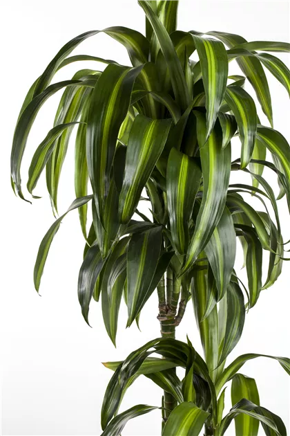 Drachenbaum 'Hawaiian Sunshine', Dracaena fragrans 'Hawaiian Sunshine'