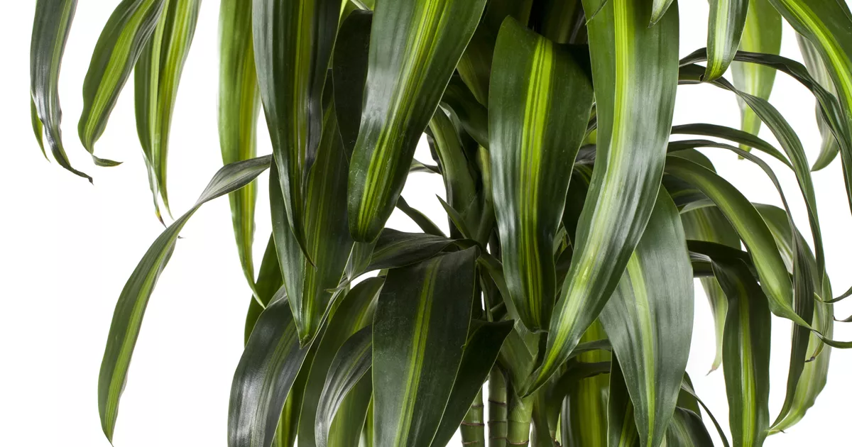 calathea triostar braune blätter Calathea Triostar kaufen? | Donna main image 1