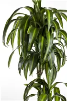 Dracaena fragrans 'Hawaiian Sunshine' - Drachenbaum 'Hawaiian Sunshine' Dracaena fragrans 'Hawaiian Sunshine' - Drachenbaum 'Hawaiian Sunshine'