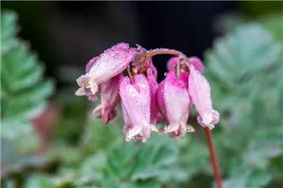 Dicentra formosa - Zwerg-Herzblume
