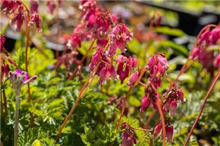 Dicentra formosa - Zwerg-Herzblume