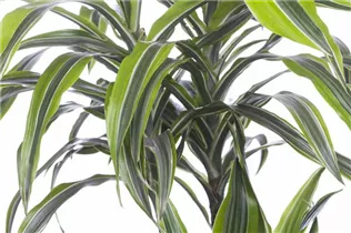 Dracaena fragrans 'Lemon Lime' - Drachenbaum 'Lemon Lime' Dracaena fragrans 'Lemon Lime' - Drachenbaum 'Lemon Lime'