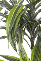 Dracaena fragrans 'Lemon Lime' - Drachenbaum 'Lemon Lime' Dracaena fragrans 'Lemon Lime' - Drachenbaum 'Lemon Lime'