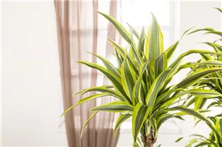 Dracaena fragrans 'Lemon Lime' - Drachenbaum 'Lemon Lime' Dracaena fragrans 'Lemon Lime' - Drachenbaum 'Lemon Lime'