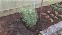 - Fargesia - Einpflanzen im Garten  - Fargesia - Einpflanzen im Garten