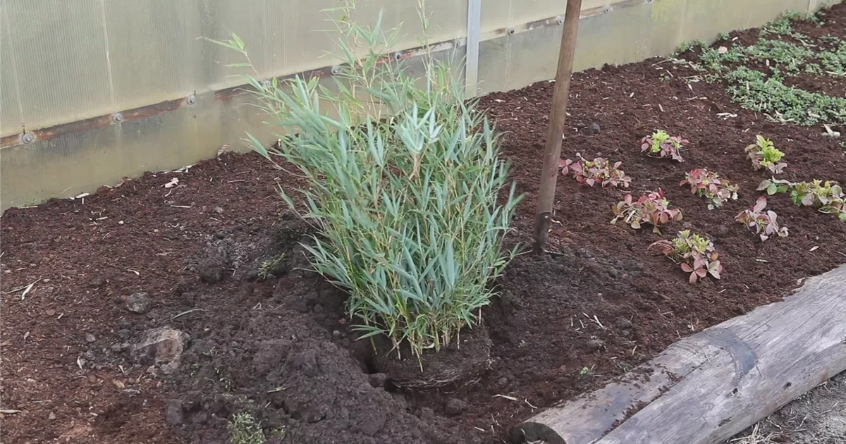  - Fargesia - Einpflanzen im Garten