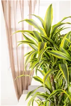 Dracaena fragrans 'Lemon Lime' - Drachenbaum 'Lemon Lime' Dracaena fragrans 'Lemon Lime' - Drachenbaum 'Lemon Lime'