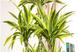 Dracaena fragrans 'Lemon Lime' - Drachenbaum 'Lemon Lime' Dracaena fragrans 'Lemon Lime' - Drachenbaum 'Lemon Lime'