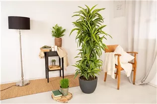 Dracaena fragrans 'Lemon Lime' - Drachenbaum 'Lemon Lime' Dracaena fragrans 'Lemon Lime' - Drachenbaum 'Lemon Lime'