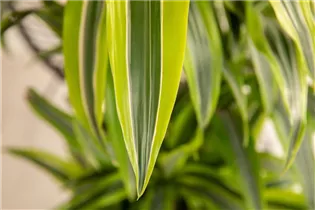 Dracaena fragrans 'Lemon Lime' - Drachenbaum 'Lemon Lime' Dracaena fragrans 'Lemon Lime' - Drachenbaum 'Lemon Lime'