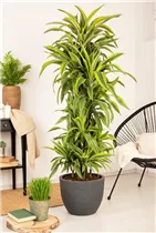 Dracaena fragrans 'Lemon Lime' - Drachenbaum 'Lemon Lime' Dracaena fragrans 'Lemon Lime' - Drachenbaum 'Lemon Lime'