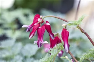 Dicentra formosa 'Burning Hearts'® - Zwergige Garten-Herzblume 'Burning Hearts'® Dicentra formosa 'Burning Hearts'® - Zwergige Garten-Herzblume 'Burning Hearts'®