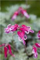 Dicentra formosa 'Burning Hearts'® - Zwergige Garten-Herzblume 'Burning Hearts'® Dicentra formosa 'Burning Hearts'® - Zwergige Garten-Herzblume 'Burning Hearts'®