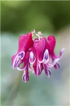 Dicentra formosa 'Burning Hearts'® - Zwergige Garten-Herzblume 'Burning Hearts'® Dicentra formosa 'Burning Hearts'® - Zwergige Garten-Herzblume 'Burning Hearts'®