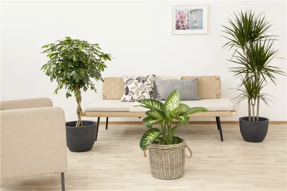 Drachenbaum 'Massangeana', Dracaena fragrans 'Massangeana'
