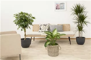 Dracaena fragrans 'Massangeana' - Drachenbaum 'Massangeana' Dracaena fragrans 'Massangeana' - Drachenbaum 'Massangeana'