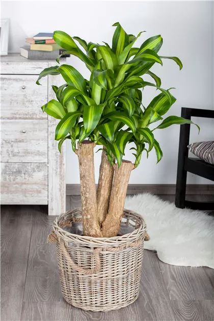 Drachenbaum 'Massangeana', Dracaena fragrans 'Massangeana'