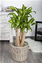 Dracaena fragrans 'Massangeana' - Drachenbaum 'Massangeana' Dracaena fragrans 'Massangeana' - Drachenbaum 'Massangeana'