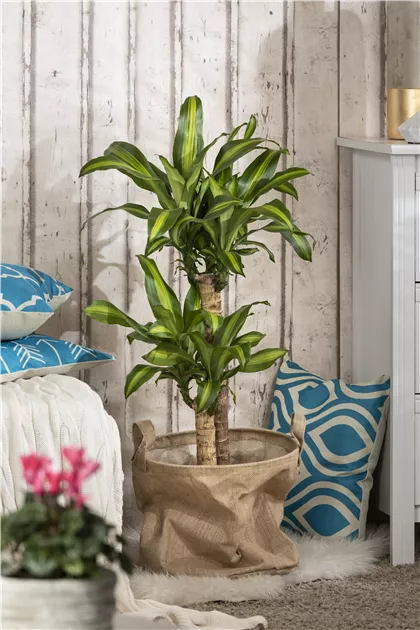 Drachenbaum 'Massangeana', Dracaena fragrans 'Massangeana'