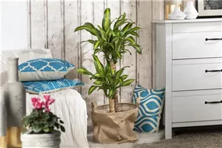 Dracaena fragrans 'Massangeana' - Drachenbaum 'Massangeana' Dracaena fragrans 'Massangeana' - Drachenbaum 'Massangeana'