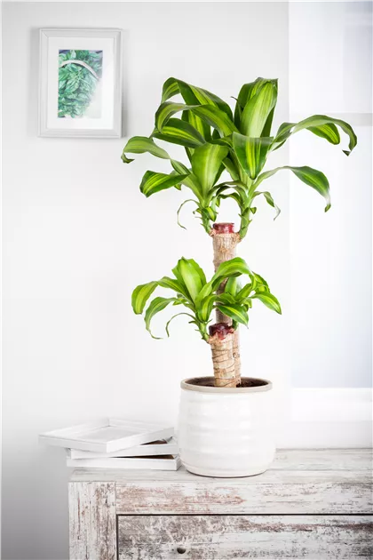 Drachenbaum 'Yellow Coast', Dracaena fragrans 'Yellow Coast'
