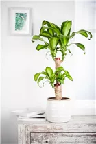 Dracaena fragrans 'Yellow Coast' - Drachenbaum 'Yellow Coast'